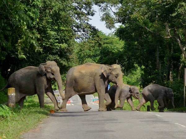 হাতির সঙ্গে সেলফির চেষ্টা! ডুয়ার্সে মর্মান্তিক পরিণতি পর্যটকের হাতির সঙ্গে সেলফির চেষ্টা! ডুয়ার্সে মর্মান্তিক পরিণতি পর্যটকের