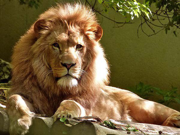 ব্য়ক্তির দেহ ছিন্নভিন্ন করে রক্তাক্ত কাণ্ড ৪ সিংহের! ভয়াবহ ঘটনার বিবরণ শুনলে অবাক হতে হয় ব্য়ক্তির দেহ ছিন্নভিন্ন করে রক্তাক্ত কাণ্ড ৪ সিংহের! ভয়াবহ ঘটনার বিবরণ শুনলে অবাক হতে হয়