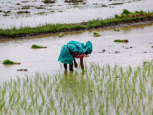 বর্ষাকালই ভরসা
