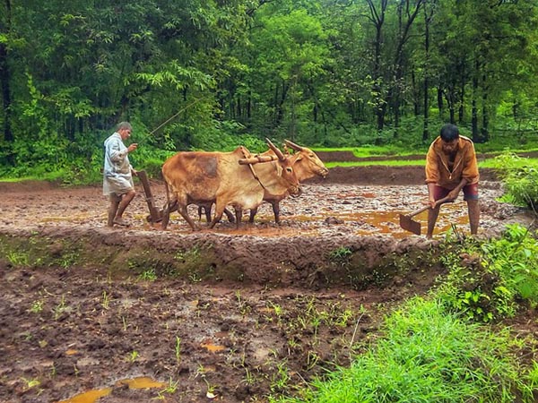 কৃষিক্ষেত্রে কী আসতে পারে?
