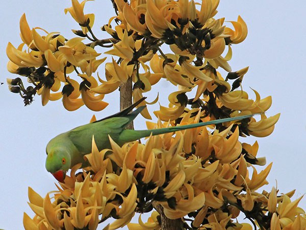 উত্তরবঙ্গের আবহাওয়া