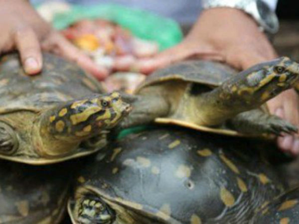 গঙ্গারামপুরে দেদার কচ্ছপ বিক্রি! প্রশাসনের বিরুদ্ধে উদাসীনতার অভিযোগ গঙ্গারামপুরে দেদার কচ্ছপ বিক্রি! প্রশাসনের বিরুদ্ধে উদাসীনতার অভিযোগ