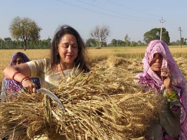 কাস্তে হাতে ড্রিম গার্ল হেমা! মথুরায় চাষের জমিতেও গম কেটে জোরদার প্রচার কাস্তে হাতে ড্রিম গার্ল হেমা! মথুরায় চাষের জমিতেও গম কেটে জোরদার প্রচার