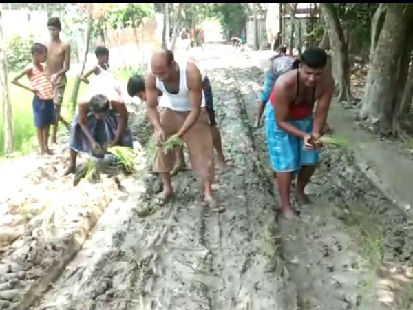 কোচবিহারে বেহাল রাস্তায় ধান রোপণ করে প্রতিবাদ মানুষের কোচবিহারে বেহাল রাস্তায় ধান রোপণ করে প্রতিবাদ মানুষের