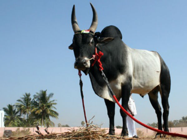 সাহারানপুরে আদিত্যনাথের সভায় ষাঁড়