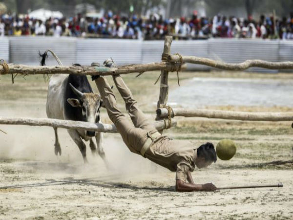কনৌজে অখিলেশের সভায় ষাঁড়