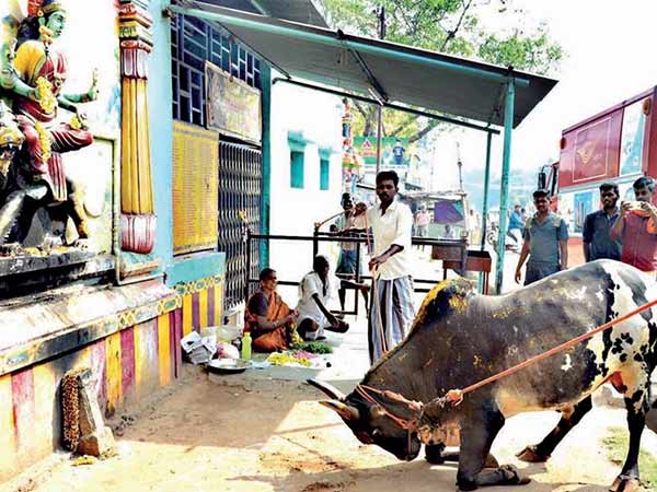প্রিয়ঙ্কার বারাবাঁকির রোড শো-এ ষাঁড়