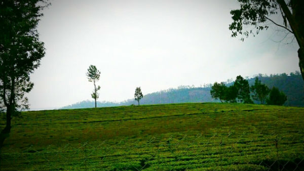চা বাগানে বর্ষা
