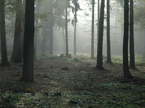 চলছে গাছ নিধন যজ্ঞ