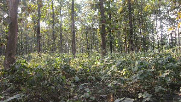 দ্বিতীয় দিন