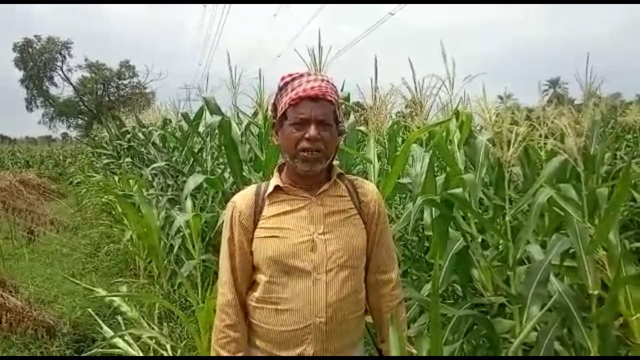 উত্তর দিনাজপুরে ঝড়ে ভুট্টা চাষে ব্যাপক ক্ষতি, ক্ষতিপূরণ দাবি কৃষকদের উত্তর দিনাজপুরে ঝড়ে ভুট্টা চাষে ব্যাপক ক্ষতি, ক্ষতিপূরণ দাবি কৃষকদের