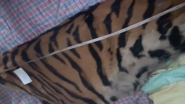 রয়্যাল বেঙ্গল টাইগারের চামড়া পাচারের চেষ্টা, যৌথ অভিযানে রুখল বাংলা-অসম রয়্যাল বেঙ্গল টাইগারের চামড়া পাচারের চেষ্টা, যৌথ অভিযানে রুখল বাংলা-অসম
