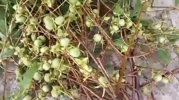 মুখ ঘুরিয়ে বন দফতর