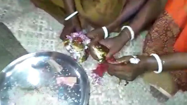 এখন নেই পর্যাপ্ত বৃষ্টি! ঘটা করে হয়ে গেল ব্যাঙের বিয়ে এখন নেই পর্যাপ্ত বৃষ্টি! ঘটা করে হয়ে গেল ব্যাঙের বিয়ে
