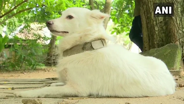 রাজার জন্মদিনে উপহার হিসাবে দেশবাসীকে কুকুর পোষার পরামর্শ রাজার জন্মদিনে উপহার হিসাবে দেশবাসীকে কুকুর পোষার পরামর্শ