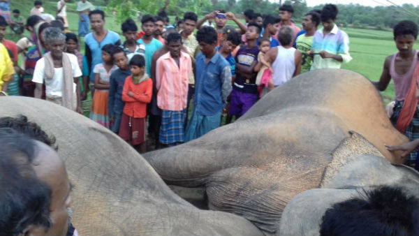ঝাড়গ্রামে বিদ্যুৎস্পৃষ্ট হয়ে তিনটি হাতির মৃত্যু ঝাড়গ্রামে বিদ্যুৎস্পৃষ্ট হয়ে তিনটি হাতির মৃত্যু