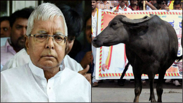 মোষের সিং পালিশ করতে ১৬ টাকা খরচ! পশুখাদ্য কেলেঙ্কারি নিয়ে আরও চাঞ্চল্যকর তথ্য প্রকাশ্যে মোষের সিং পালিশ করতে ১৬ টাকা খরচ! পশুখাদ্য কেলেঙ্কারি নিয়ে আরও চাঞ্চল্যকর তথ্য প্রকাশ্যে