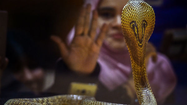 রয়েছে সাপের কামড়ে মৃত্যুও