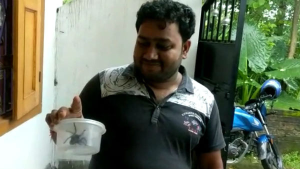 বিরল প্রজাতির লোমশ মাকড়শা উদ্ধার বালুরঘাটে, চাঞ্চল্য এলাকায় বিরল প্রজাতির লোমশ মাকড়শা উদ্ধার বালুরঘাটে, চাঞ্চল্য এলাকায়