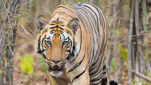 সুন্দরবনে আরও এক মৎস্যজীবীকে তুলে নিয়ে গেল বাঘ সুন্দরবনে আরও এক মৎস্যজীবীকে তুলে নিয়ে গেল বাঘ