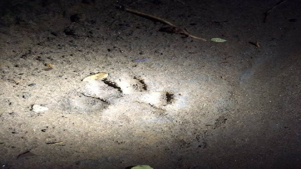 ঝাড়গ্রামে অজানা জন্তুর আতঙ্ক! পায়ের ছাপ দেখে খাঁচা পাতল বনদফতর ঝাড়গ্রামে অজানা জন্তুর আতঙ্ক! পায়ের ছাপ দেখে খাঁচা পাতল বনদফতর