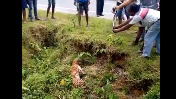 মৃত ভেবে চিতাবাঘের ছবি তোলার হিডিক, তারপর কী হল দেখুন ভিডিও মৃত ভেবে চিতাবাঘের ছবি তোলার হিডিক, তারপর কী হল দেখুন ভিডিও