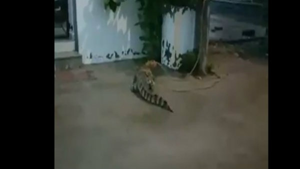 পাঁচটি ভল্ট