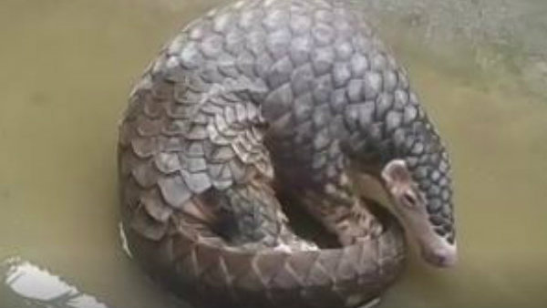 পূর্নবয়স্ক প্যাঙ্গোলিন উদ্ধার হল আলিপুরদুয়ারে পূর্নবয়স্ক প্যাঙ্গোলিন উদ্ধার হল আলিপুরদুয়ারে