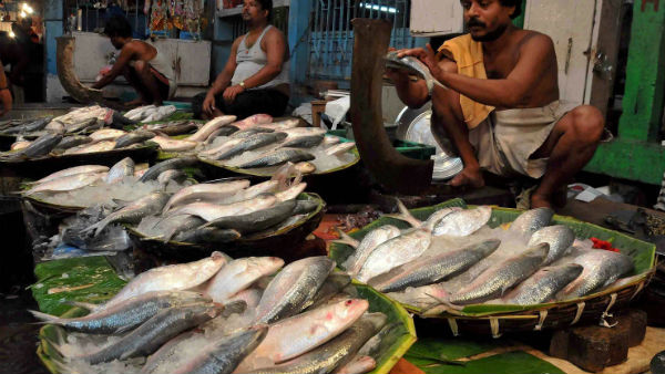 কমবে দাম আশা মৎস্যজীবীদের