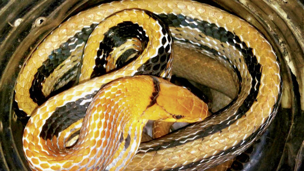 কুরিয়ারের পার্সেল খুলতেই সাপ ! এরপর যা ঘটে গেল ওড়িশার ব্যক্তির বাড়িতে কুরিয়ারের পার্সেল খুলতেই সাপ ! এরপর যা ঘটে গেল ওড়িশার ব্যক্তির বাড়িতে