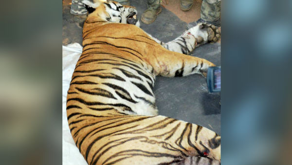 মেদিনীপুরে বাঘ পিটিয়ে মারার ঘটনার তদন্তে বিশেষ দল মেদিনীপুরে বাঘ পিটিয়ে মারার ঘটনার তদন্তে বিশেষ দল