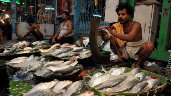 আম বাঙালির মুখে হাসি ফুটিয়ে দিঘায় জালে পড়ল টন টন ইলিশ আম বাঙালির মুখে হাসি ফুটিয়ে দিঘায় জালে পড়ল টন টন ইলিশ