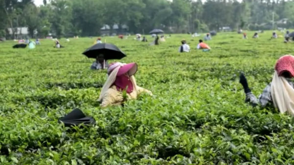 এনআরসি নিয়ে ফিয়ার সাইকোসিস-এ ভুগছেন চা বাগানের শ্রমিকেরা এনআরসি নিয়ে ফিয়ার সাইকোসিস-এ ভুগছেন চা বাগানের শ্রমিকেরা