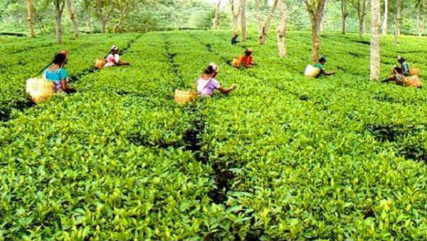 দীপাবলীর আগেই ডুয়ার্সে বন্ধ হল দু’টি চা বাগান, অন্ধকার ৩০০০ শ্রমিক পরিবারের ভবিষ্যৎ দীপাবলীর আগেই ডুয়ার্সে বন্ধ হল দু’টি চা বাগান, অন্ধকার ৩০০০ শ্রমিক পরিবারের ভবিষ্যৎ
