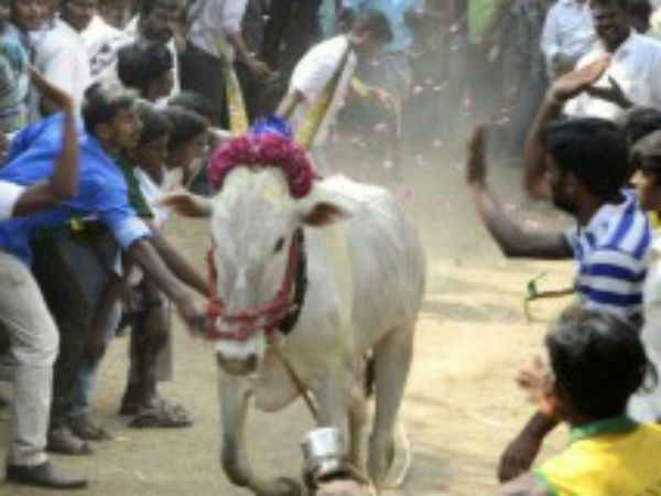 ধনতেরসের আগে ষাঁড়ের পেটে সোনা