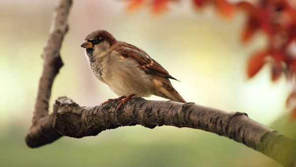 চলেছে পরীক্ষা-নিরীক্ষা