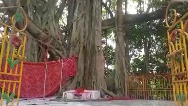 রায়গঞ্জে বটগাছকেই দেবীরূপে চলে পুজো, সম্প্রীতি যার মূল লক্ষ্য রায়গঞ্জে বটগাছকেই দেবীরূপে চলে পুজো, সম্প্রীতি যার মূল লক্ষ্য