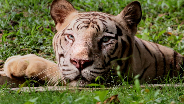 সুন্দরবনে বাঘের হামলায় মৃত্যু দুই মৎস্যজীবীর সুন্দরবনে বাঘের হামলায় মৃত্যু দুই মৎস্যজীবীর