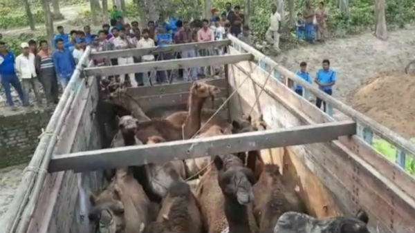 হরিশ্চন্দ্রপুরে ১৯টি উট উদ্ধার, চাঞ্চল্য এলাকায় হরিশ্চন্দ্রপুরে ১৯টি উট উদ্ধার, চাঞ্চল্য এলাকায়