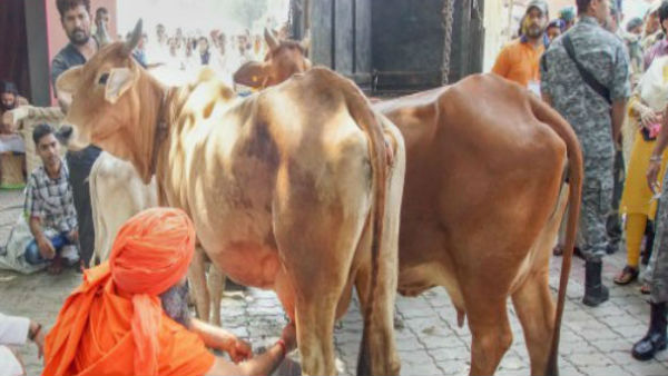 বাছুরের জন্য তিনস্তরীর কোট