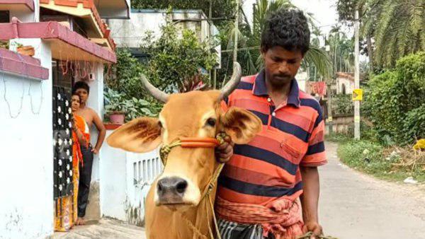 গরুর বিনিময়ে গোল্ড লোন