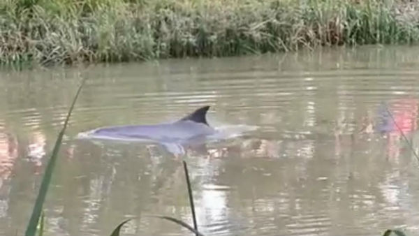 মেদিনীপুরে খালে ধরা পড়ল ডলফিন, চাঞ্চল্য এলাকায় মেদিনীপুরে খালে ধরা পড়ল ডলফিন, চাঞ্চল্য এলাকায়