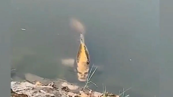 রূপকথার গল্পের গণ্ডি ছাড়িয়ে এবার মানবমুখী মাছ উদ্ধার চিনে রূপকথার গল্পের গণ্ডি ছাড়িয়ে এবার মানবমুখী মাছ উদ্ধার চিনে