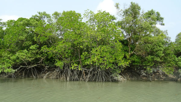 ম্যানগ্রোভ অরণ্য বাড়াতে হবে