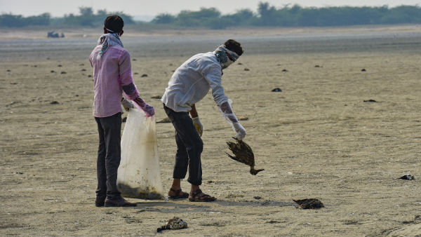 পাখির মড়ক