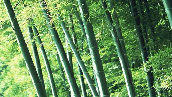 বাঁশ ঝাড়ের বৃদ্ধিতে কটাক্ষ