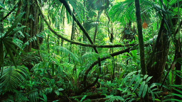 সুখবর, বনাঞ্চলের প্রসার বেড়েছে ২০১৯ সালে, জানালেন কেন্দ্রীয় মন্ত্রী সুখবর, বনাঞ্চলের প্রসার বেড়েছে ২০১৯ সালে, জানালেন কেন্দ্রীয় মন্ত্রী