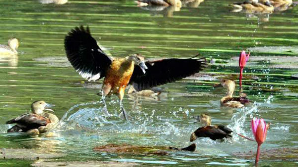 প্রশাসনিক উদাসীনতায় পরিযায়ী পাখিরা আজ বিপন্ন একাধিক জেলায় প্রশাসনিক উদাসীনতায় পরিযায়ী পাখিরা আজ বিপন্ন একাধিক জেলায়