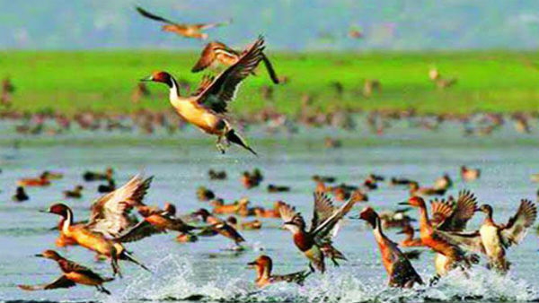 প্রশাসনিক উদাসীনতায় পরিযায়ী পাখিরা আজ বিপন্ন একাধিক জেলায় প্রশাসনিক উদাসীনতায় পরিযায়ী পাখিরা আজ বিপন্ন একাধিক জেলায়