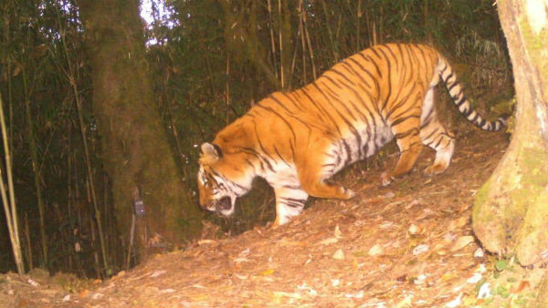 ফের ন্যাওড়াভ্যালিতে দেখা মিলল রয়্যাল বেঙ্গল টাইগারের ফের ন্যাওড়াভ্যালিতে দেখা মিলল রয়্যাল বেঙ্গল টাইগারের